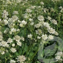 Astrantia 'Star of Billion'®