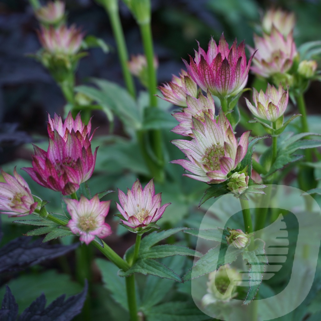 Astrantia 'Star of Beauty'®