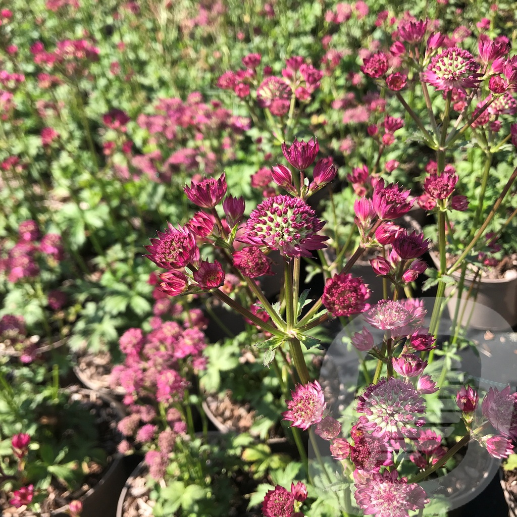 Astrantia 'Star of Beauty'®