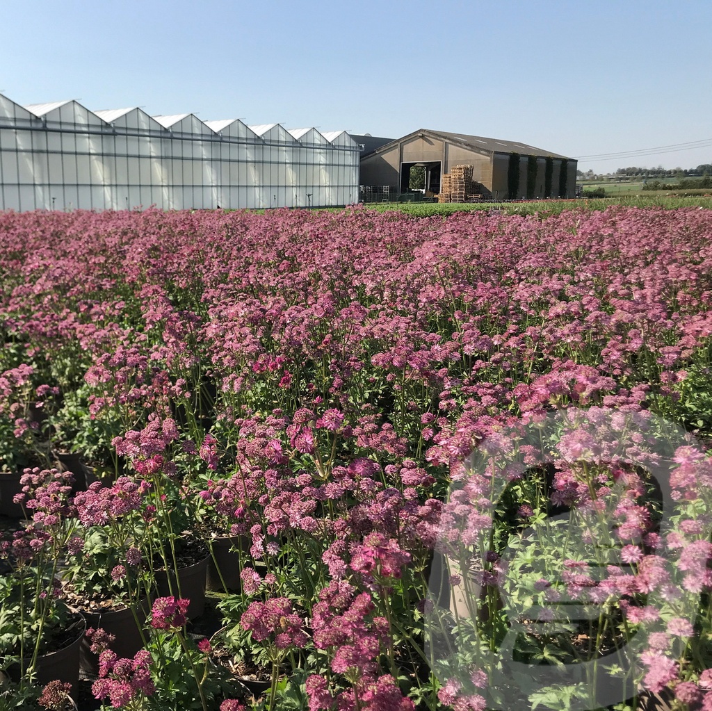 Astrantia 'Star of Beauty'®