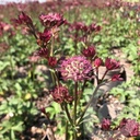 Astrantia 'Star of Love'®