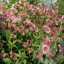 Astrantia 'Roma'®