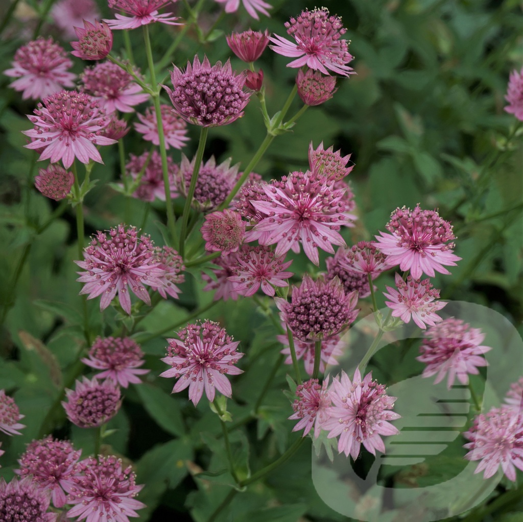 Astrantia 'Roma'®