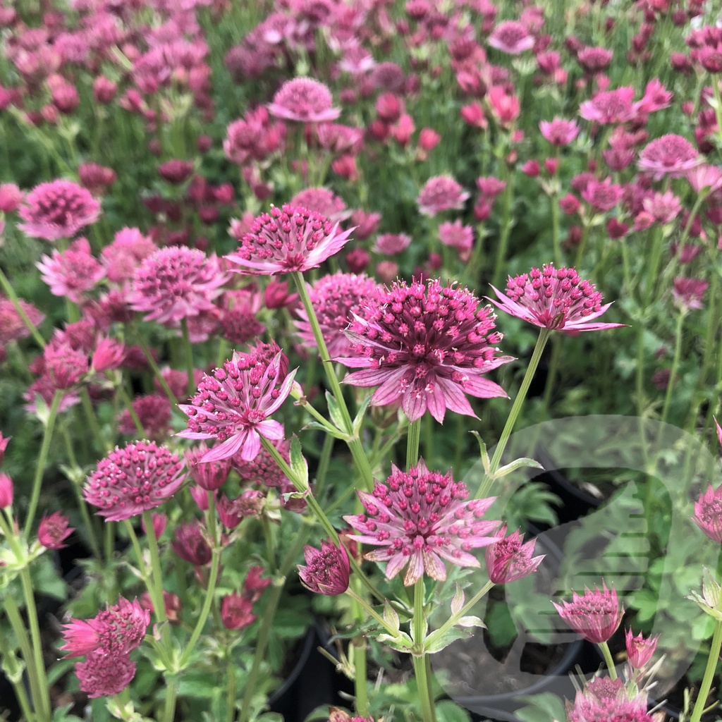 Astrantia 'Roma'®