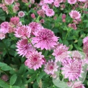 Astrantia 'Roma'®