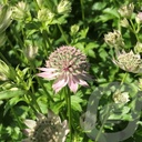 Astrantia 'Florence'®