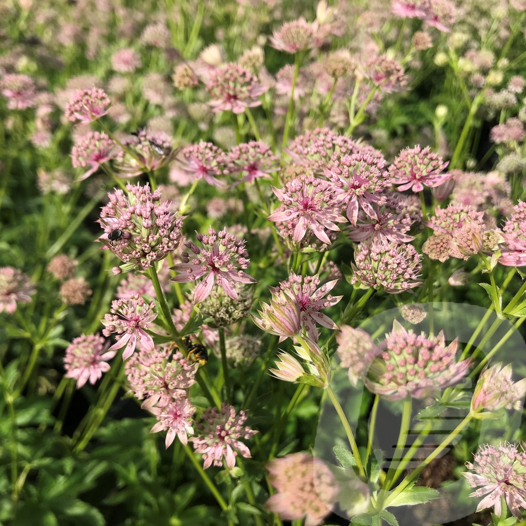 Astrantia 'Florence'®