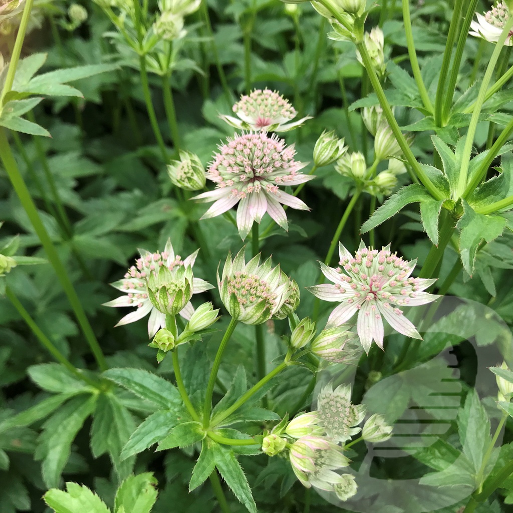 Astrantia 'Florence'®