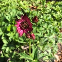 Astrantia 'Claret'