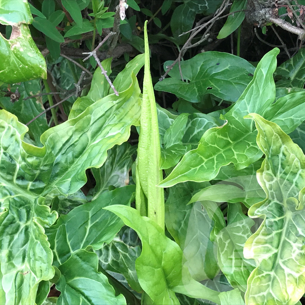 Arum italicum