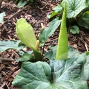 Arum italicum