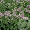 Astrantia 'Florence'®