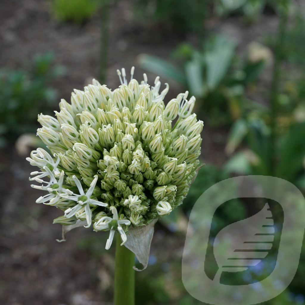 Allium 'White Giant'