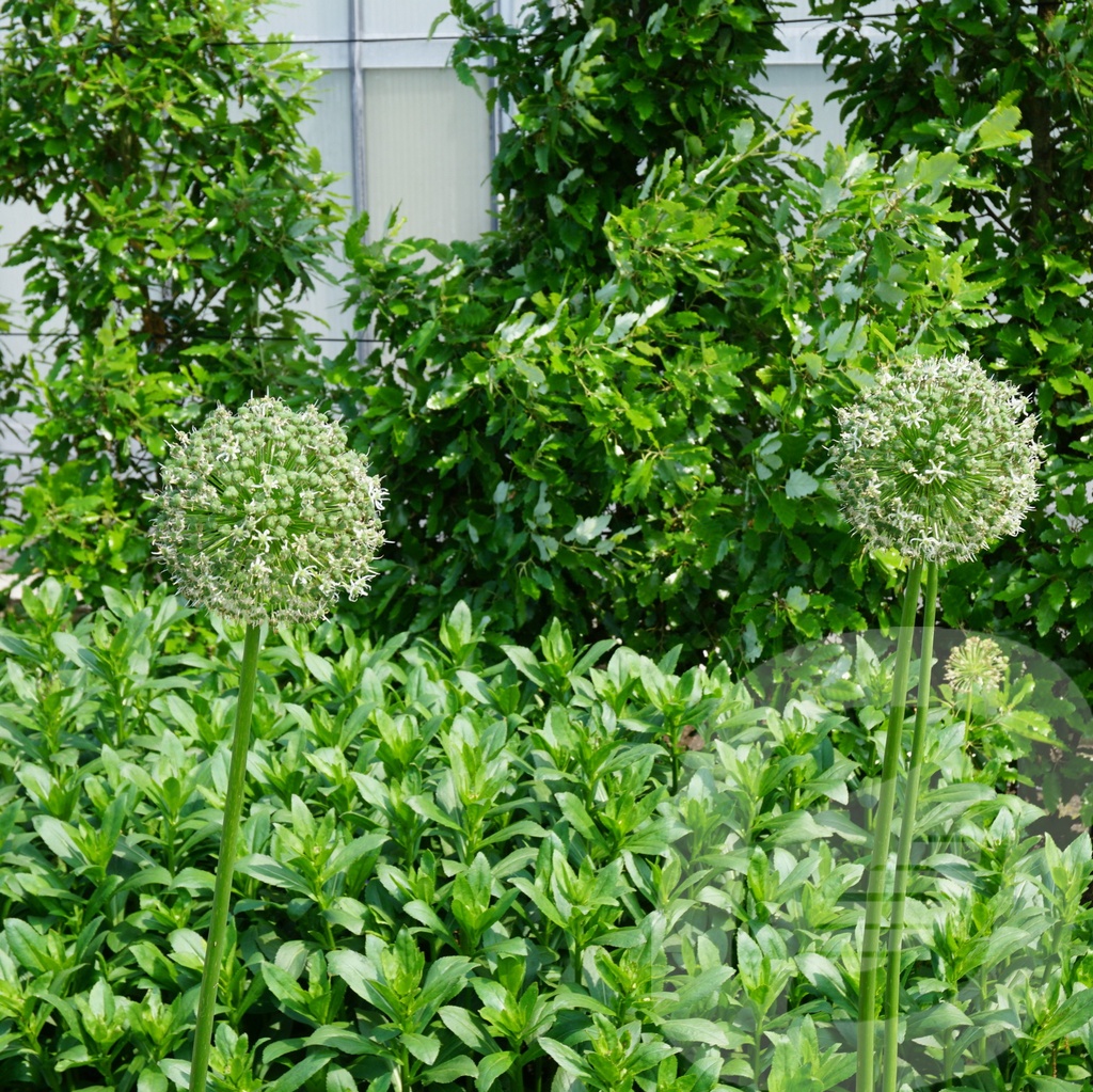 Allium 'White Giant'