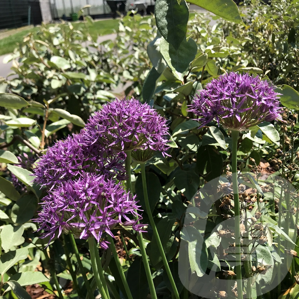 Allium 'Violet Beauty'