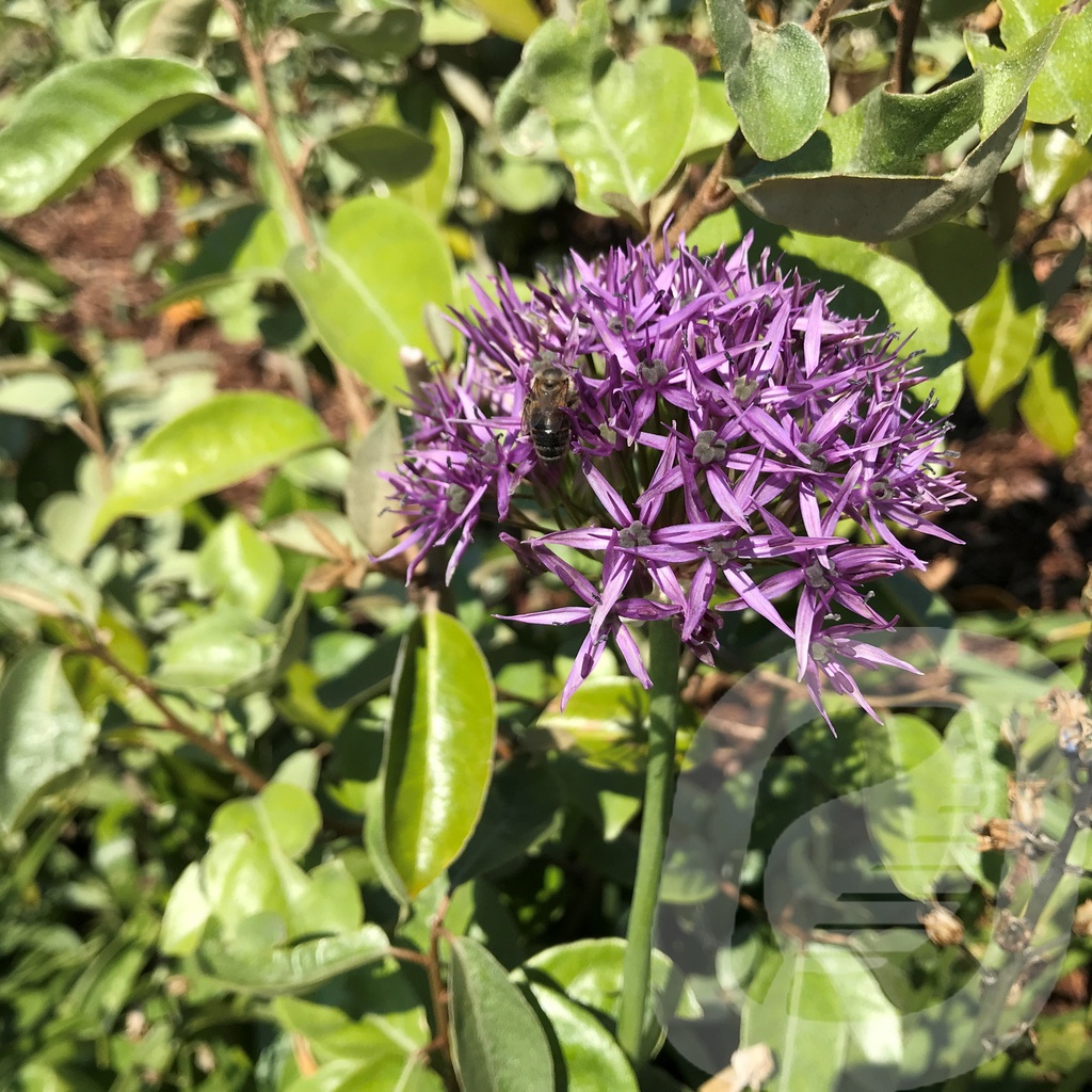 Allium 'Violet Beauty'