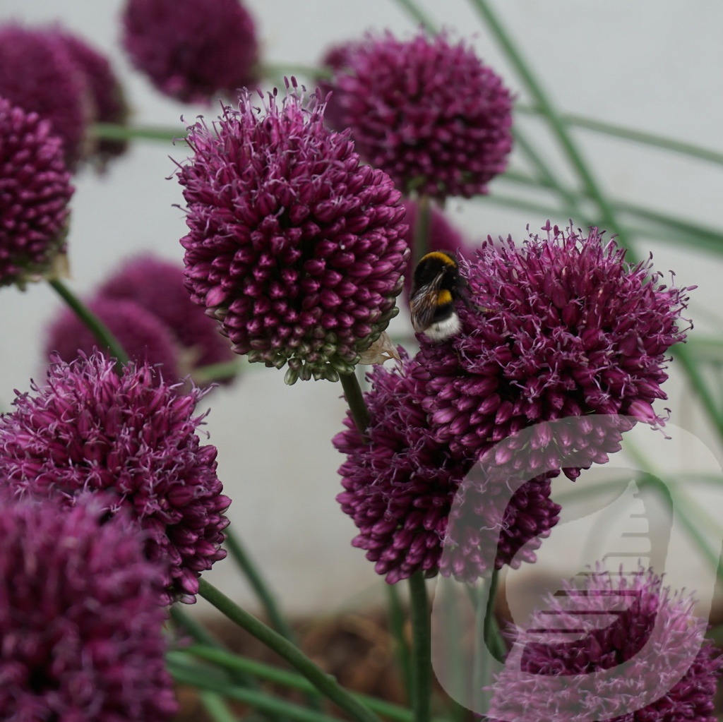 Allium sphaerocephalon