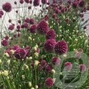 Allium sphaerocephalon