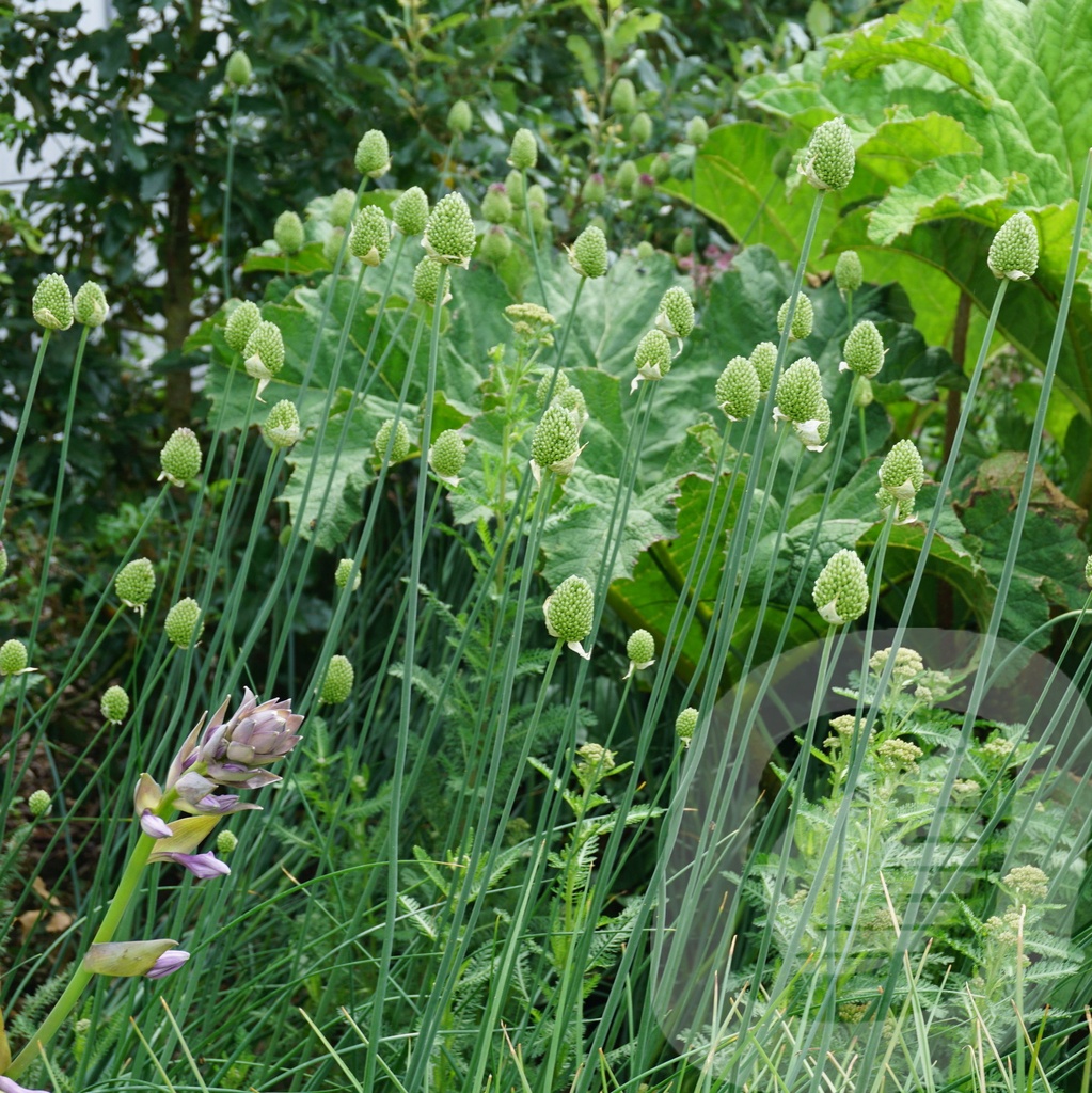 Allium sphaerocephalon