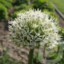 Allium 'Mount Everest'