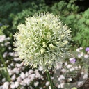 Allium 'Mont Blanc'