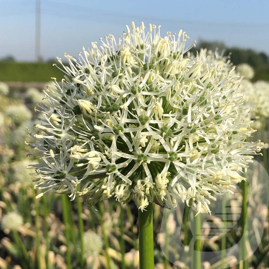 Allium 'Mont Blanc'