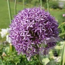 Allium 'Globemaster'®