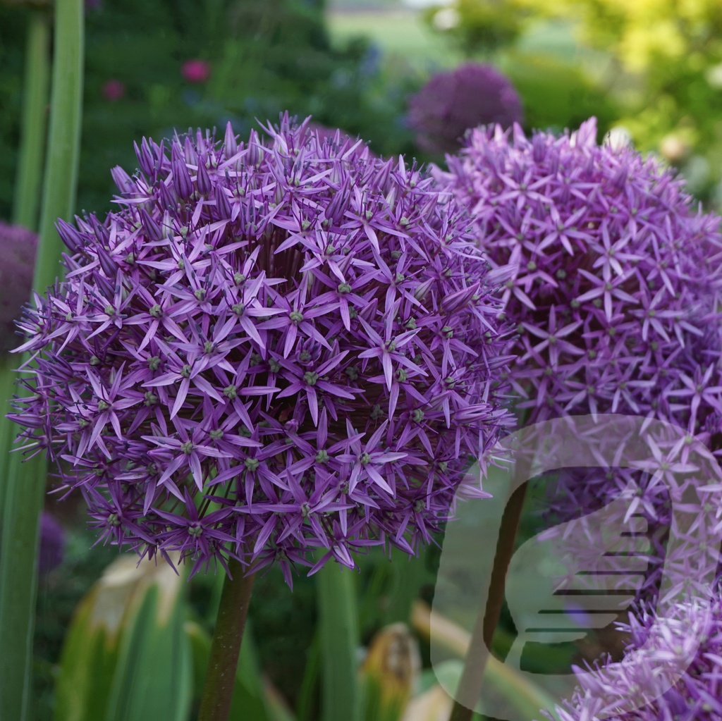 Allium 'Globemaster'®