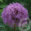 Allium 'Globemaster'®