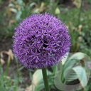 Allium 'Gladiator'