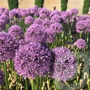 Allium 'Gladiator'