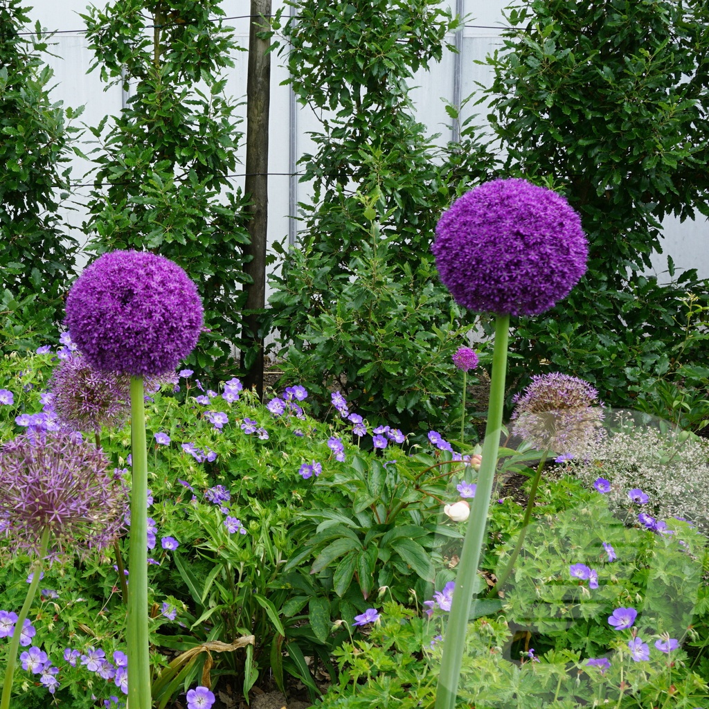 Allium 'Ambassador'