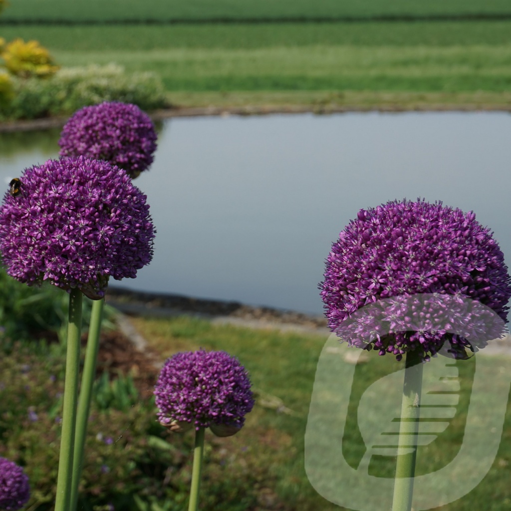 Allium 'Ambassador'