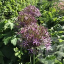 Allium 'Albopilosum'