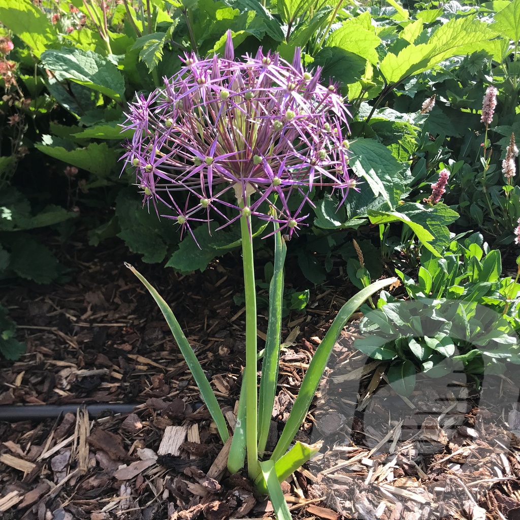 Allium 'Albopilosum'