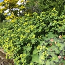 Alchemilla mollis