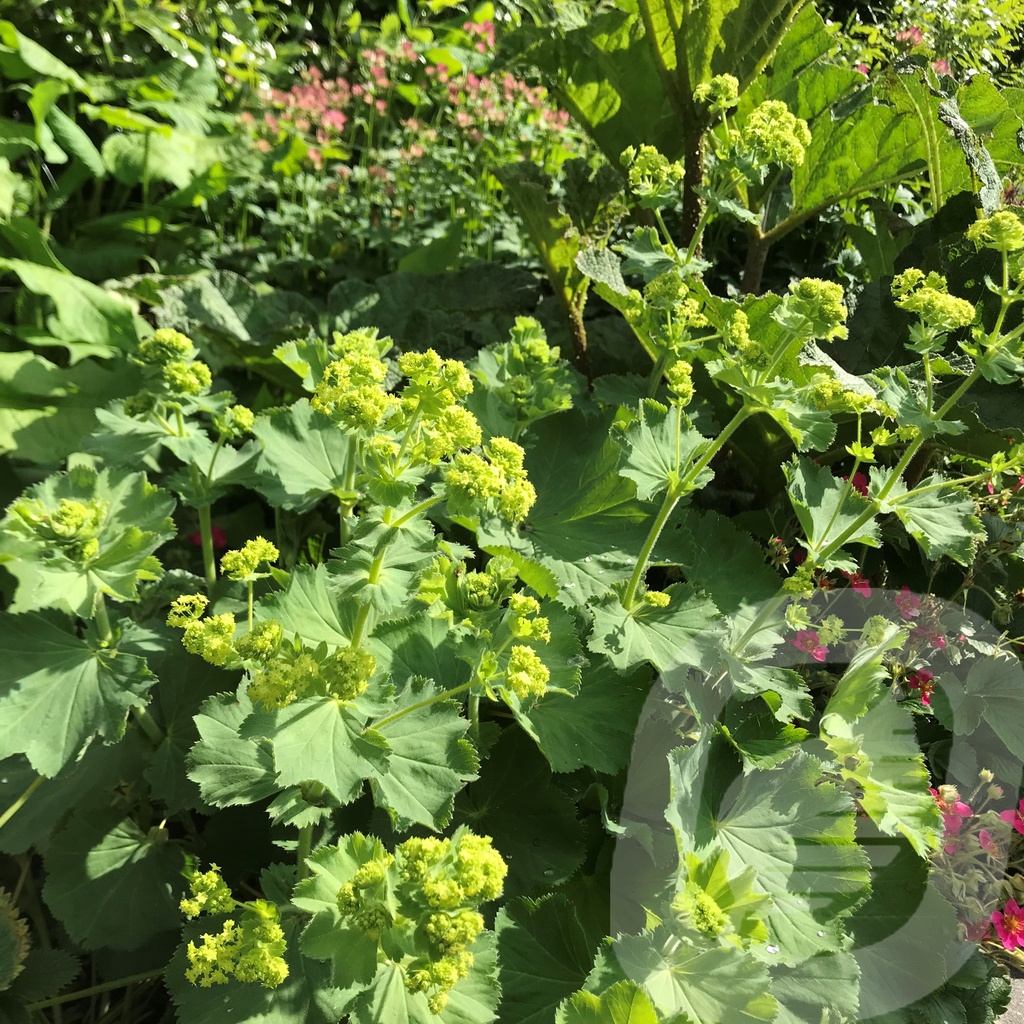 Alchemilla mollis