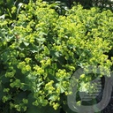 Alchemilla mollis