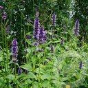 Agastache 'Black Adder'