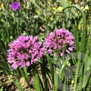 Allium 'Millenium'