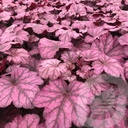 Heuchera 'Wild Rose'®