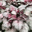 Heuchera 'Pinky Panky'®