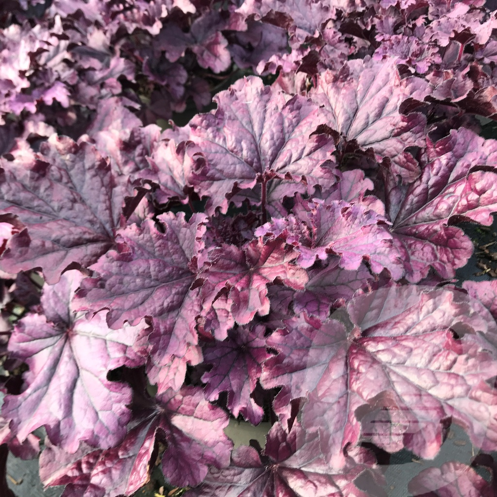 Heuchera 'Forever Purple'®