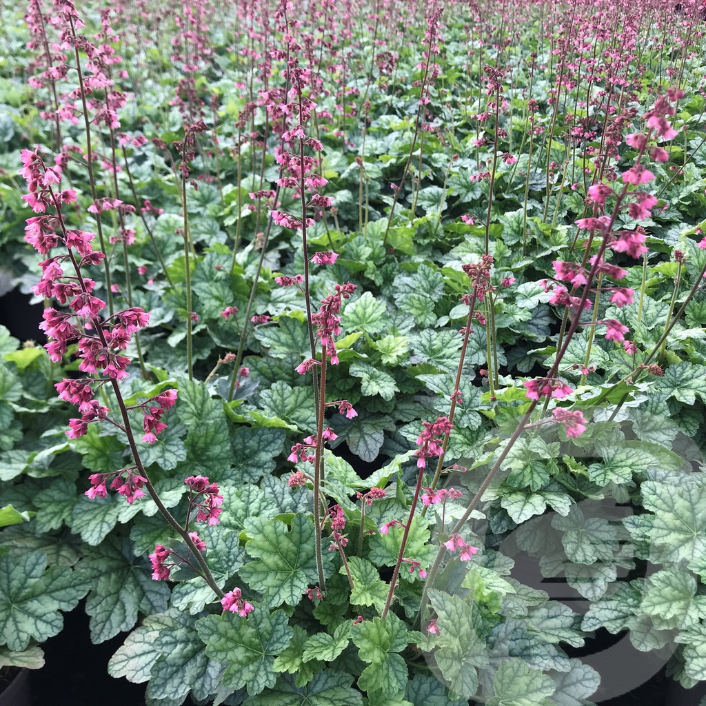 Heuchera 'Berry Timeless'®