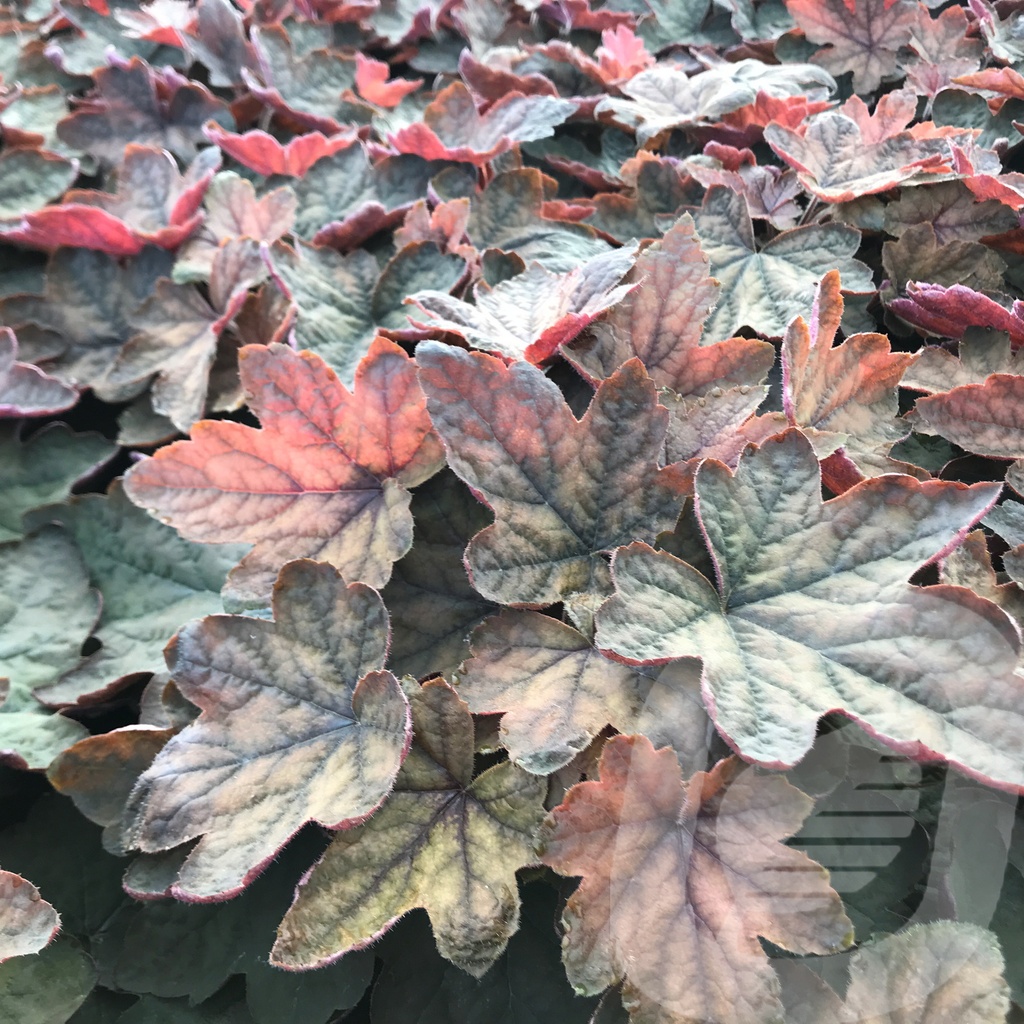 Heucherella 'Art Deco'®