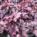 Heuchera 'Mulberry'®