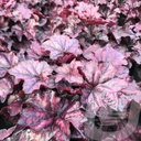 Heuchera 'Mulberry'®