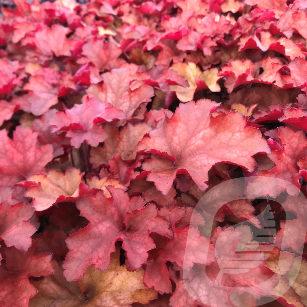 Heuchera 'Cranberry'®