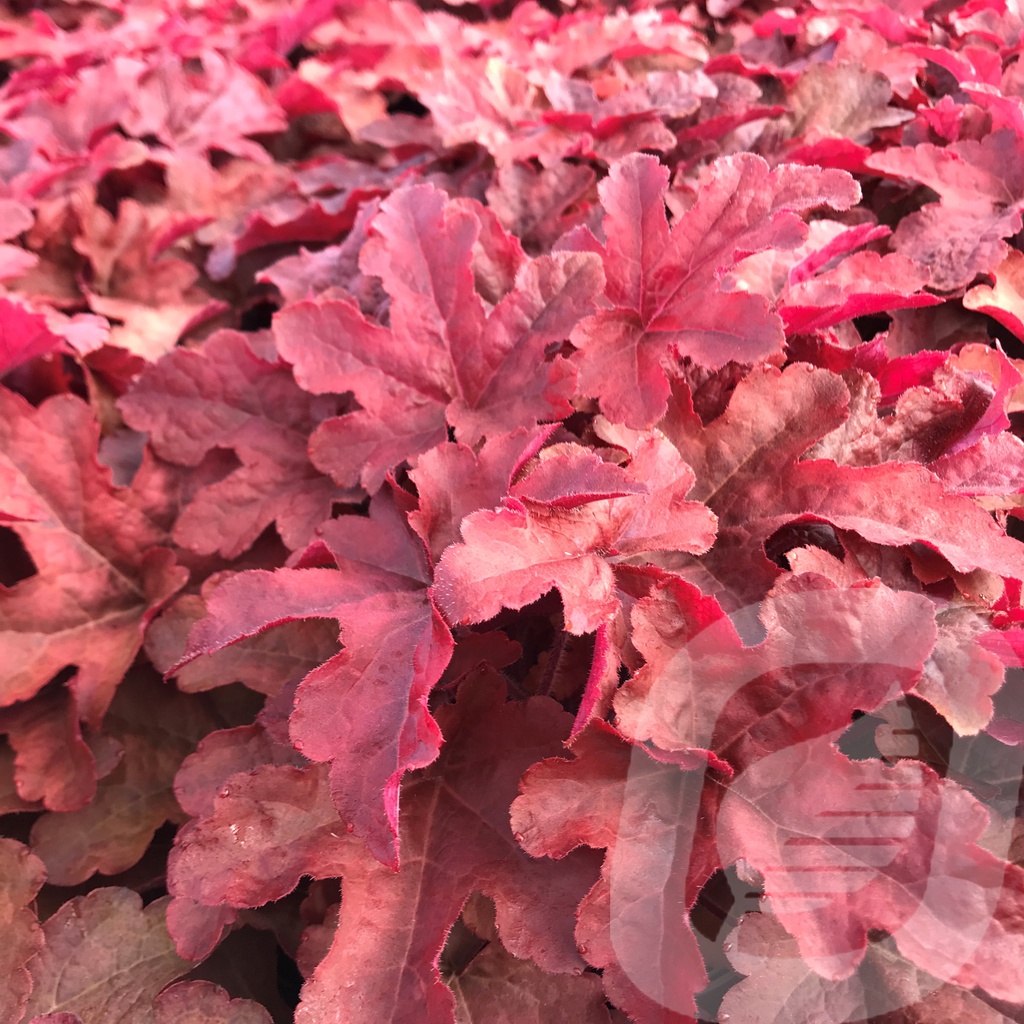 Heucherella 'Red Rover'®