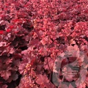 Heuchera 'Cherry Cola'®